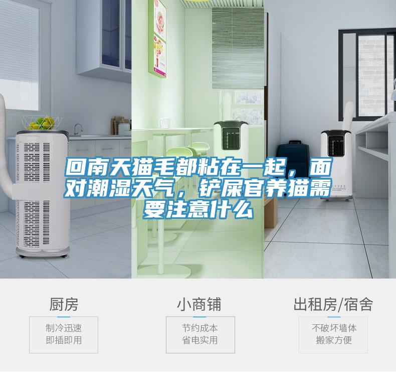 回南天貓毛都粘在一起，面對潮濕天氣，鏟屎官養(yǎng)貓需要注意什么