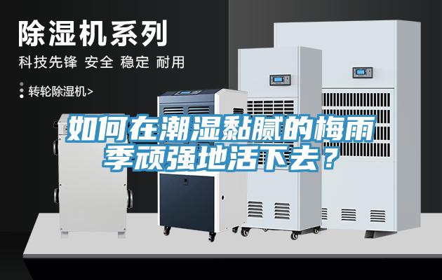 如何在潮濕黏膩的梅雨季頑強地活下去？