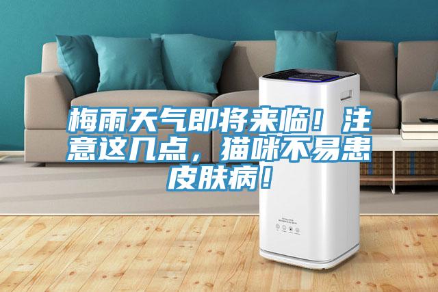 梅雨天氣即將來臨！注意這幾點，貓咪不易患皮膚??！