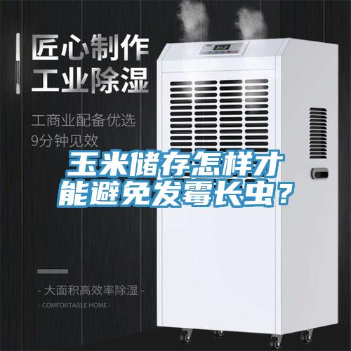 玉米儲存怎樣才能避免發霉長蟲？