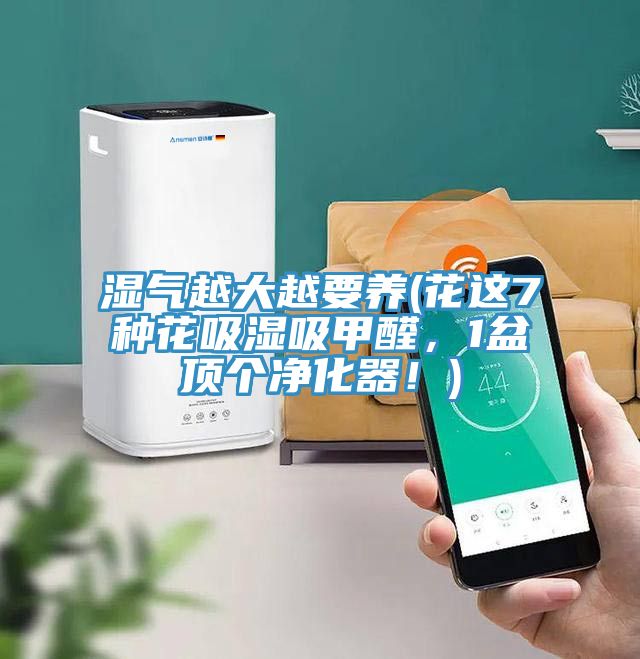 濕氣越大越要養(花這7種花吸濕吸甲醛，1盆頂個凈化器！)